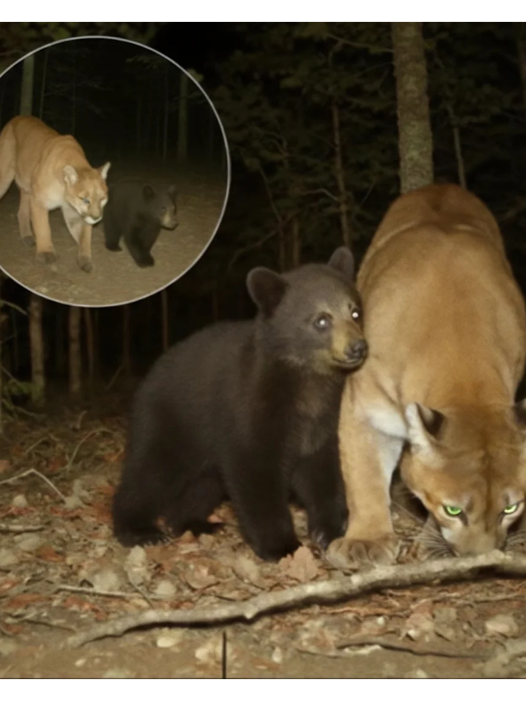 🐻🐆 Unprecedented Wildlife Footage in Yosemite: Trail Camera Captures Mountain Lion Raising an Orphaned Bear Cub